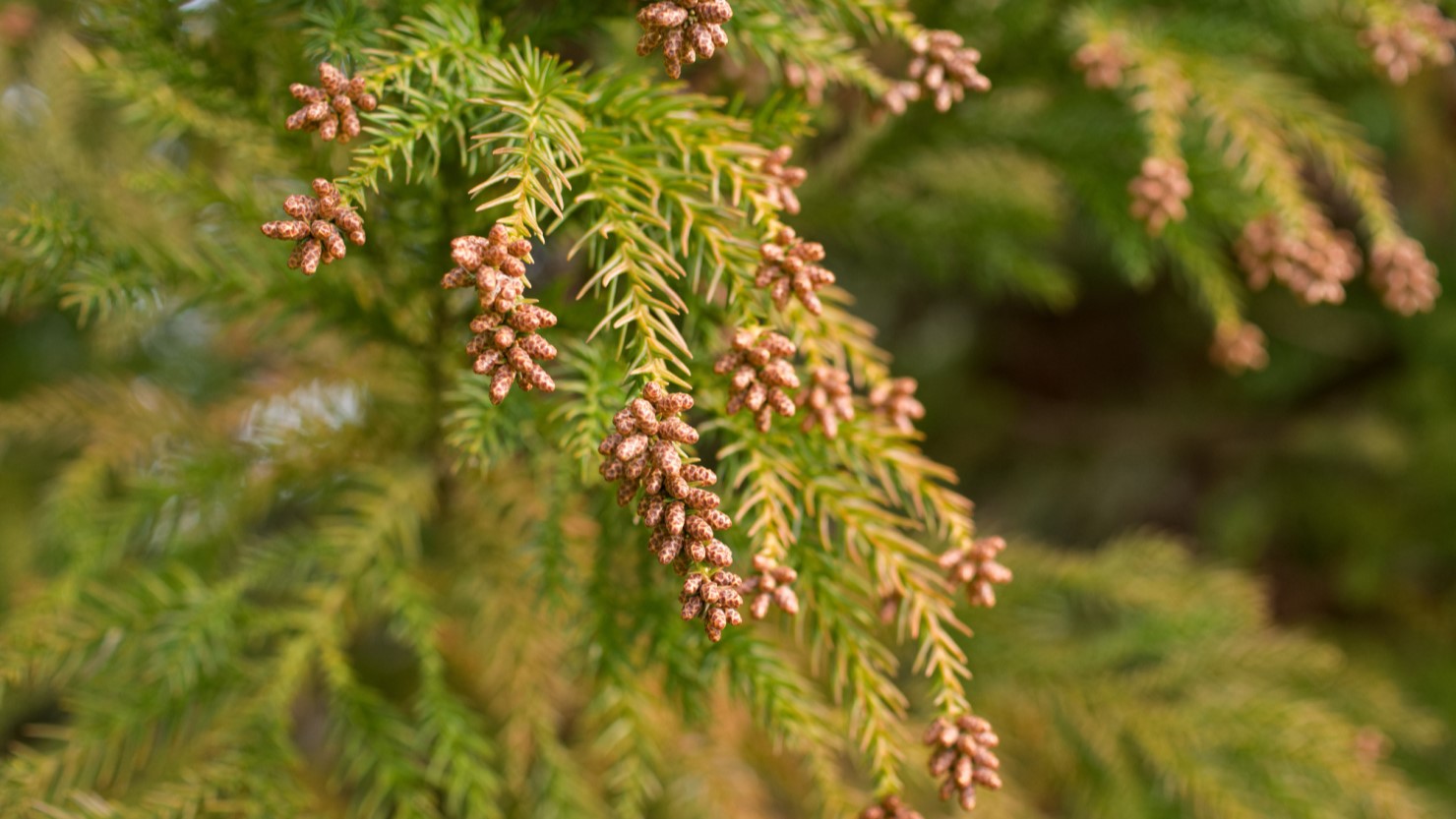 スギの花