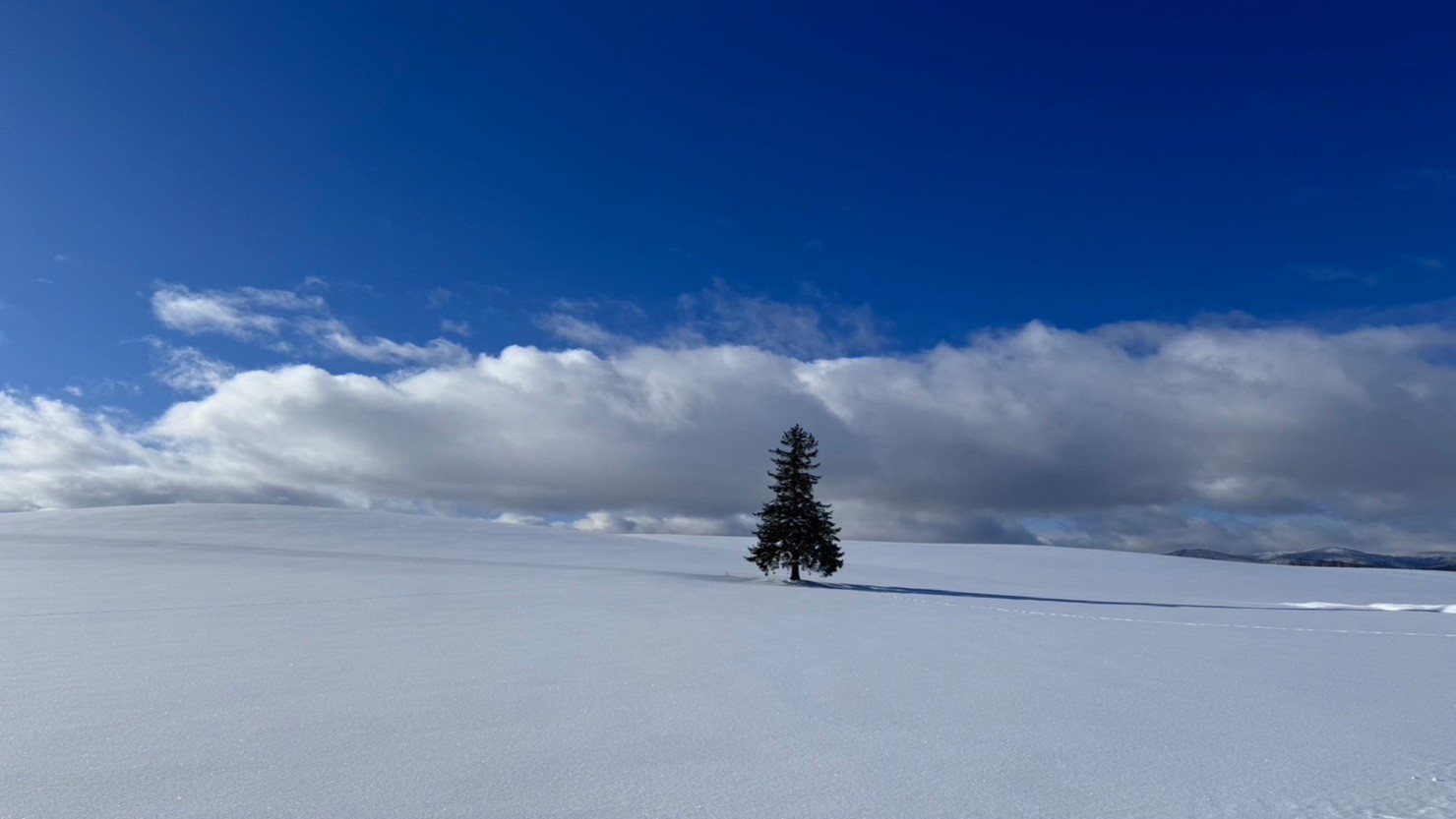 北海道美瑛町の一本木（クリスマスツリーの木）