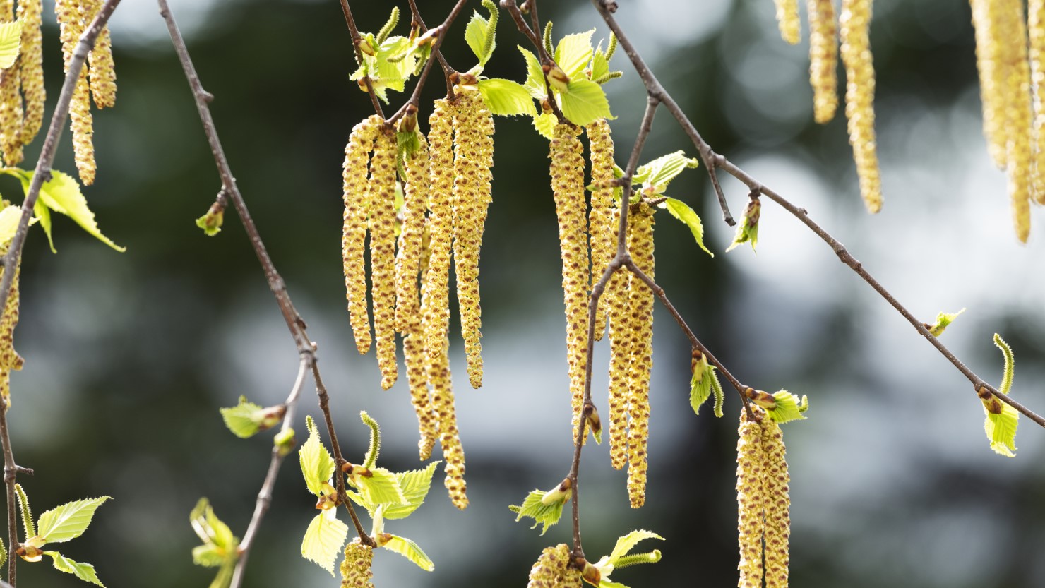  シラカバの花穂