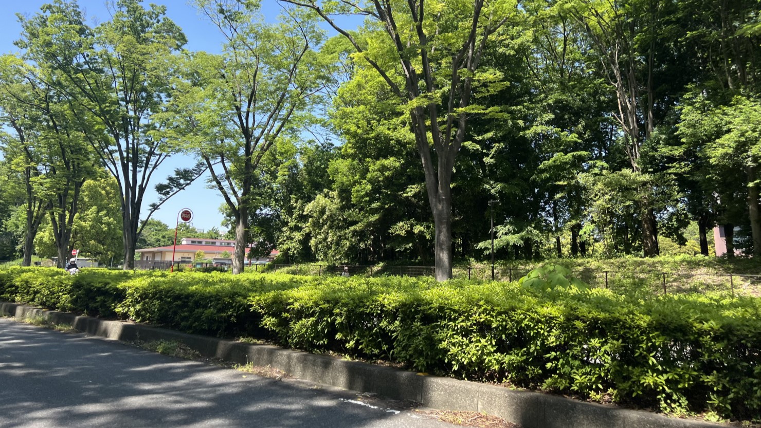 航空公園駅周辺けやき並木
