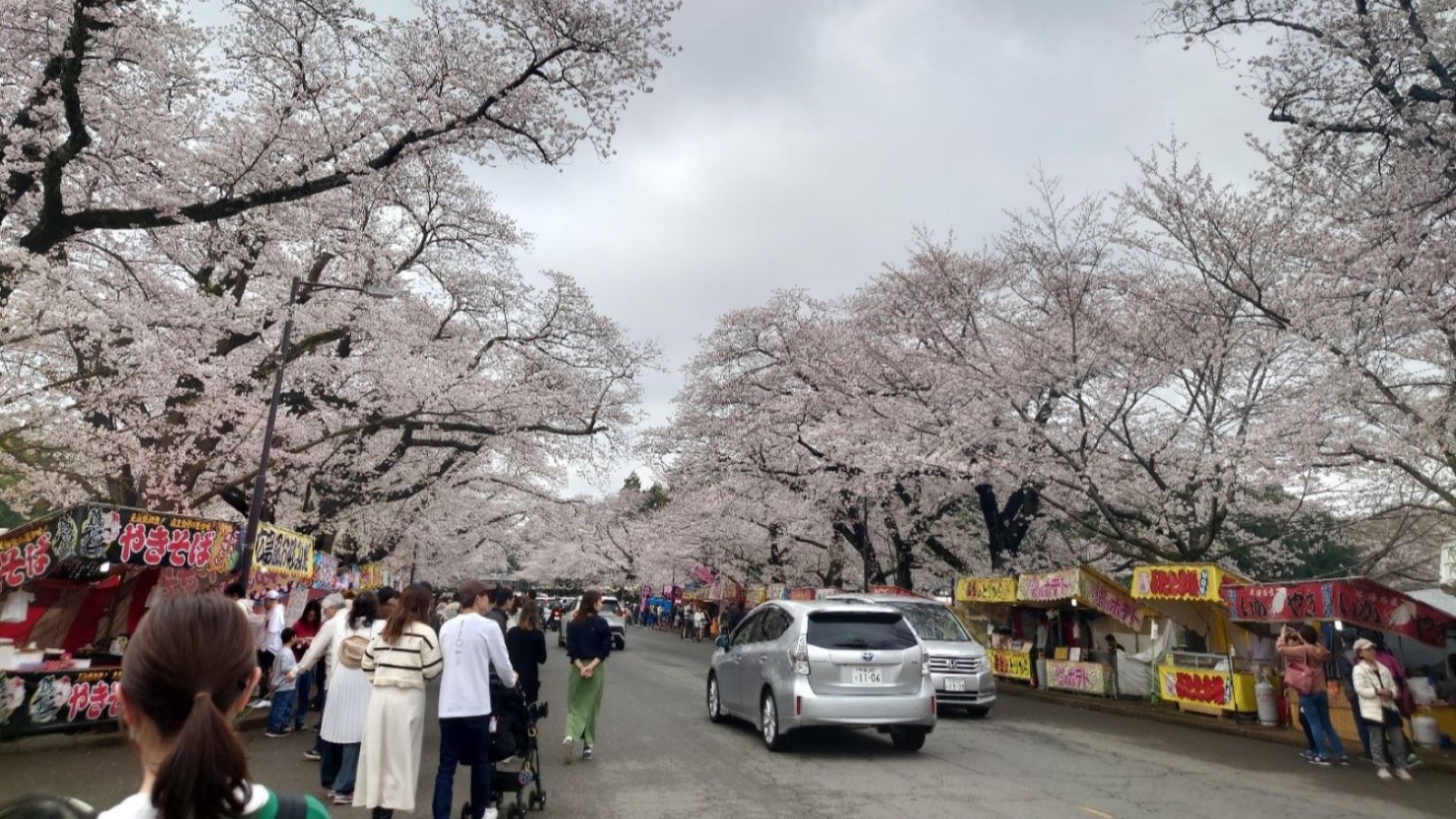 小林牧場の桜並木