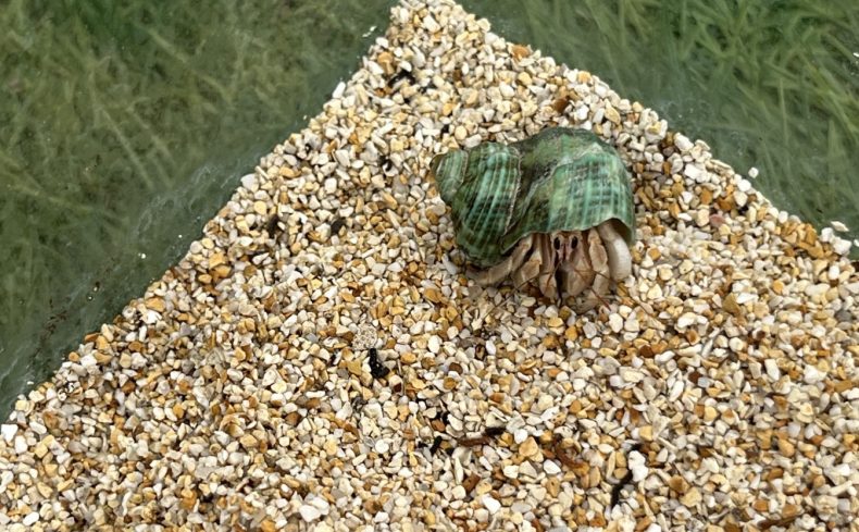 【ヤドカリ飼育方法】初心者向けに餌や注意点など徹底解説