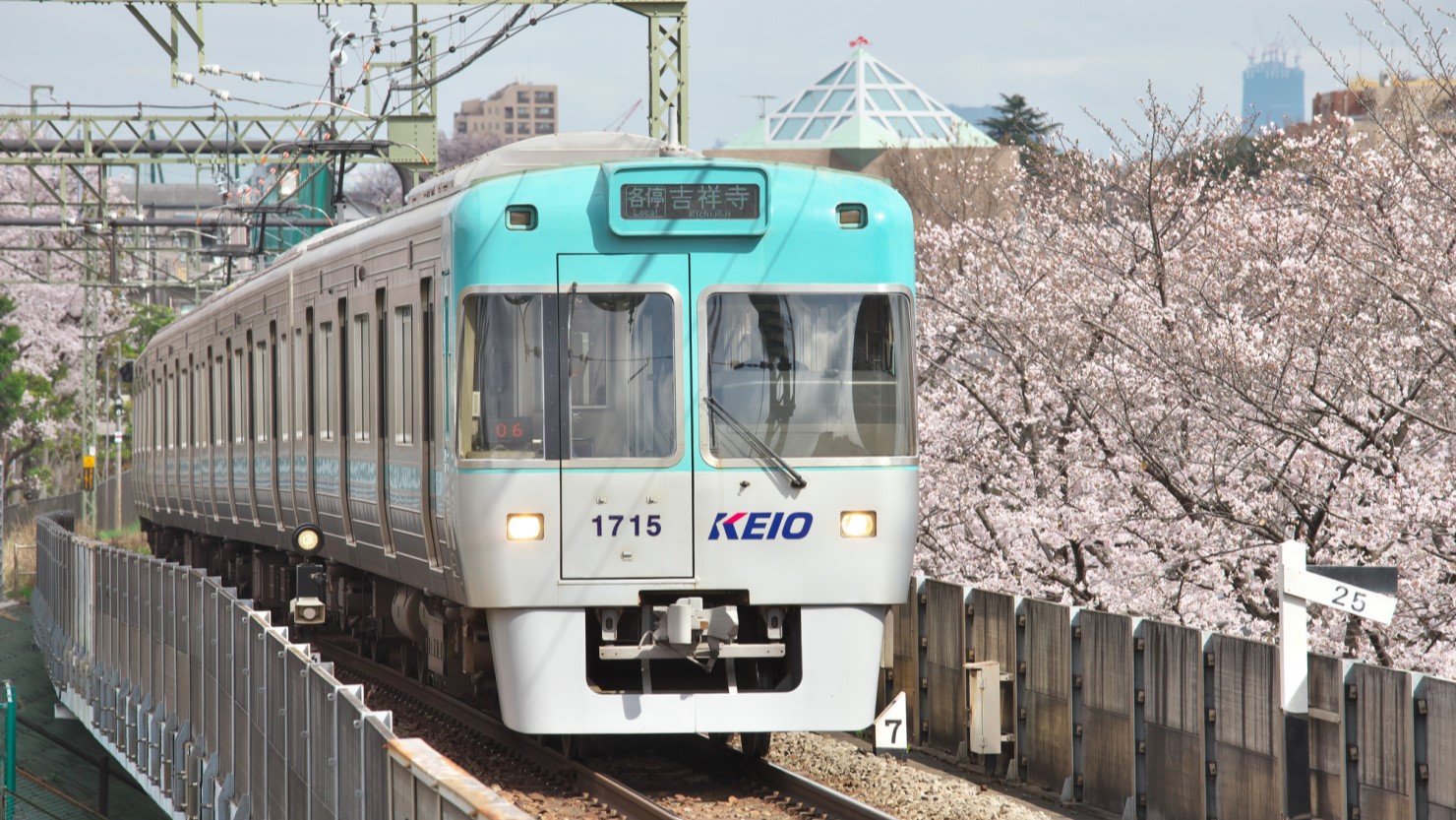 京王井の頭線と桜