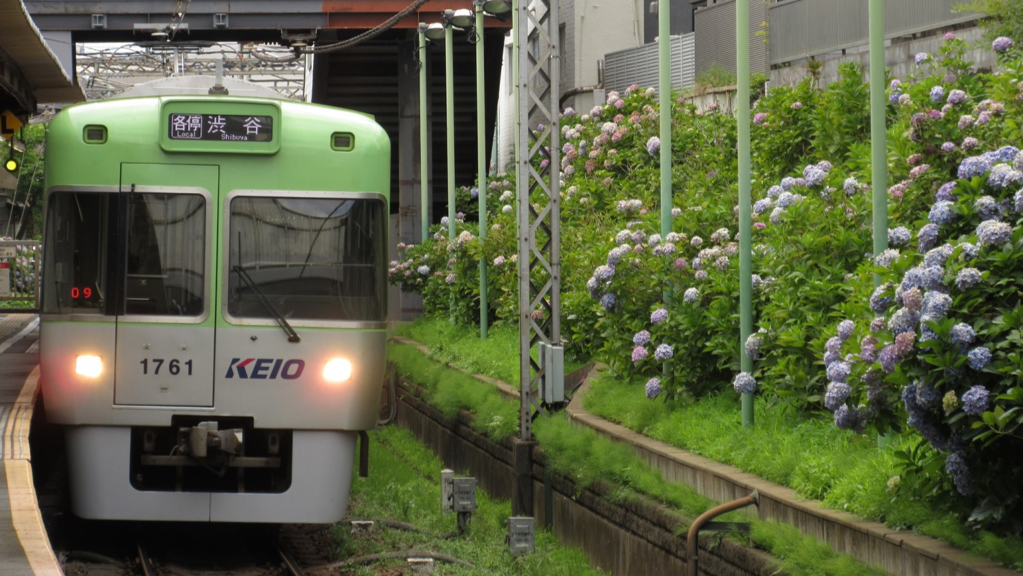 京王井の頭線 東松原駅のホームから楽しめるアジサイ