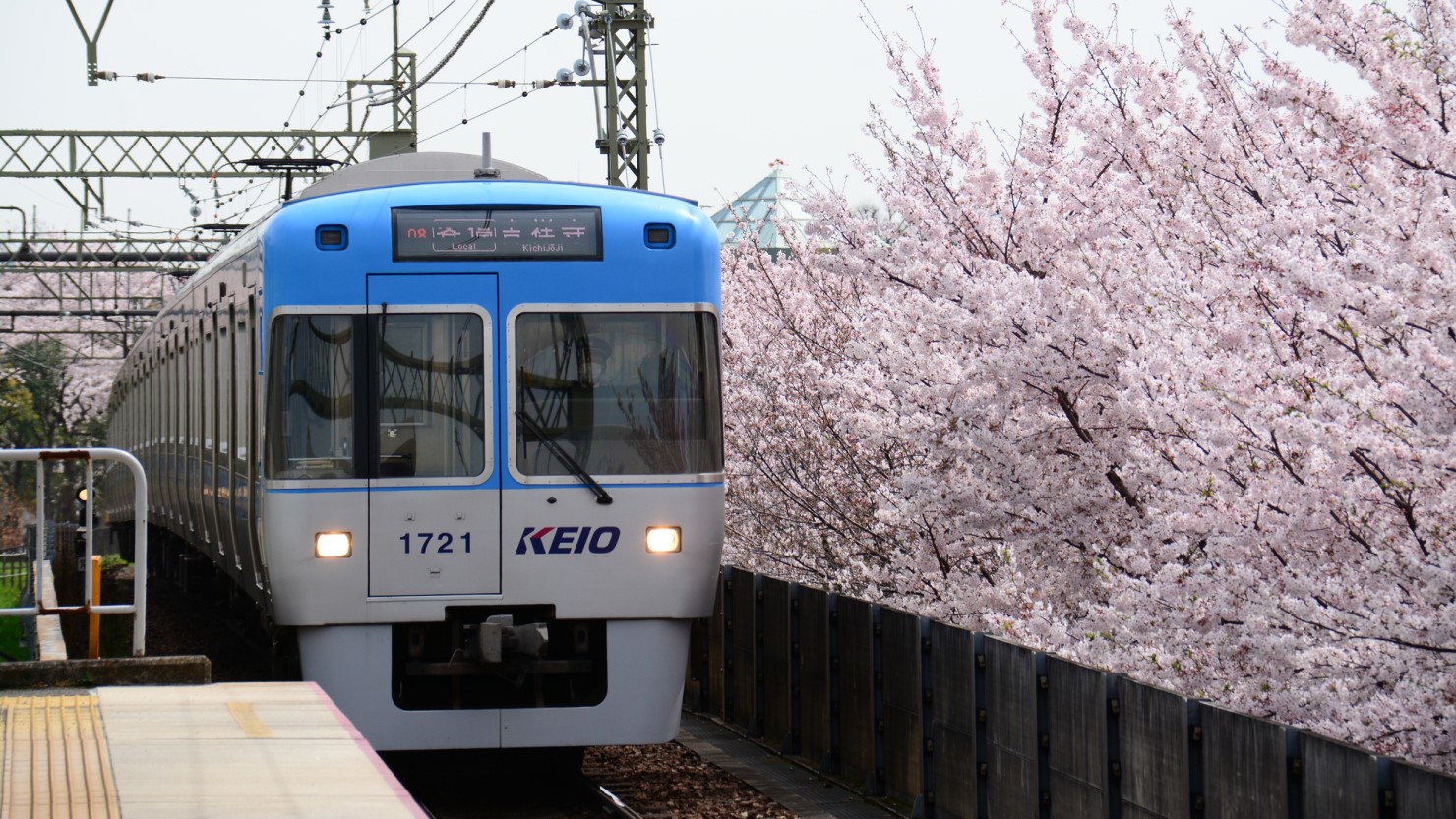 京王井の頭線 高井戸駅のホームと満開の桜