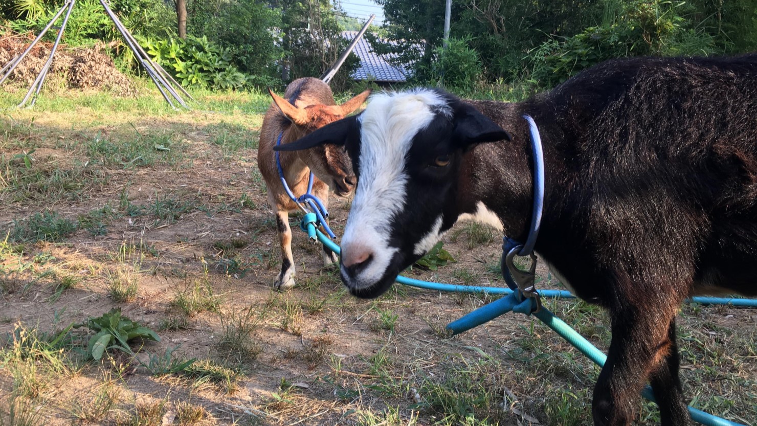 田舎暮らしを始めてすぐに仲間入りしたヤギたち