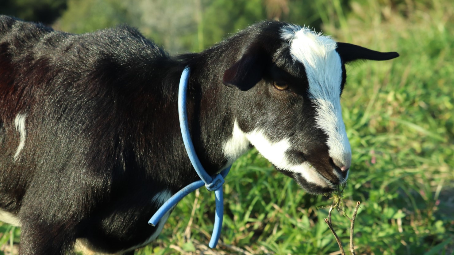 苦労した日々もヤギがいてくれたから癒された