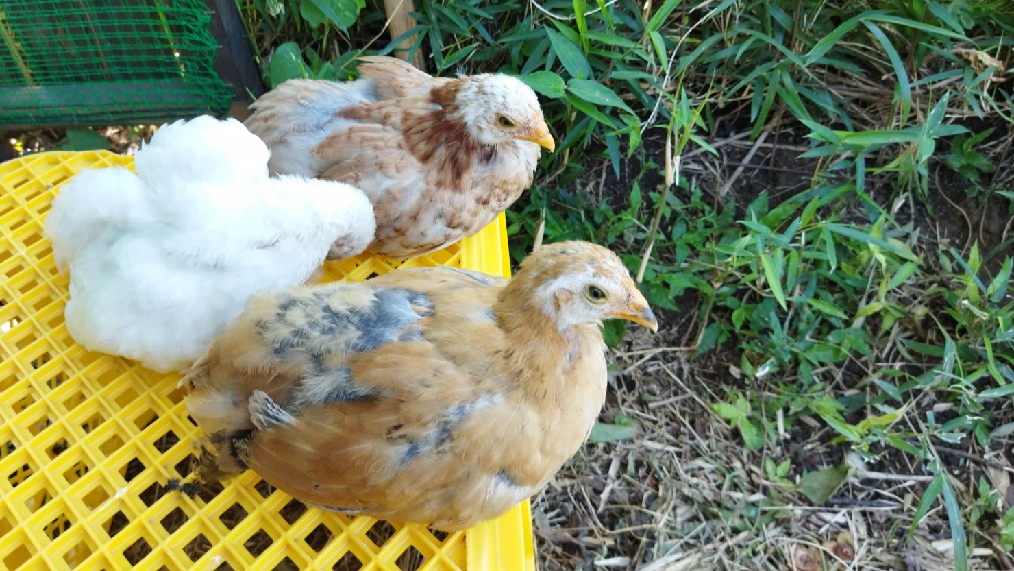 ヤギに加えてヒヨコも卵から孵して仲間入りした