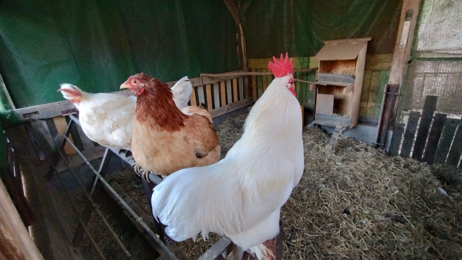 1歳を迎えるともう立派なニワトリに