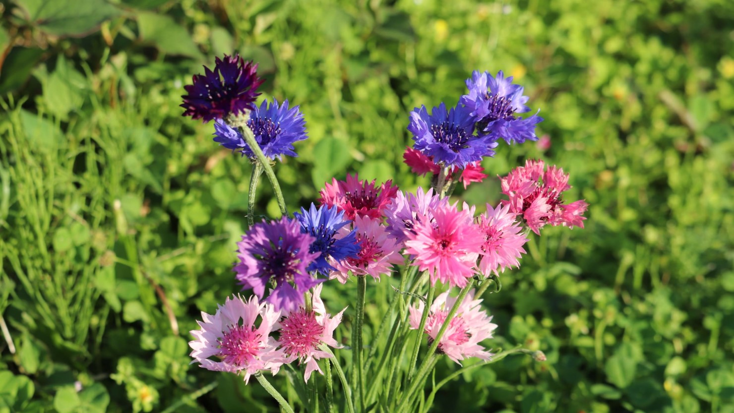 四季折々の花を見つけて遊んでいる