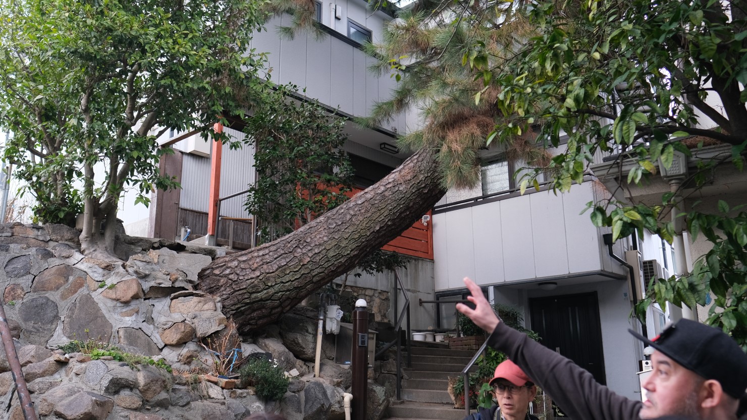生命力あふれる松の木。切るタイミングを見失ってしまったのだろうか