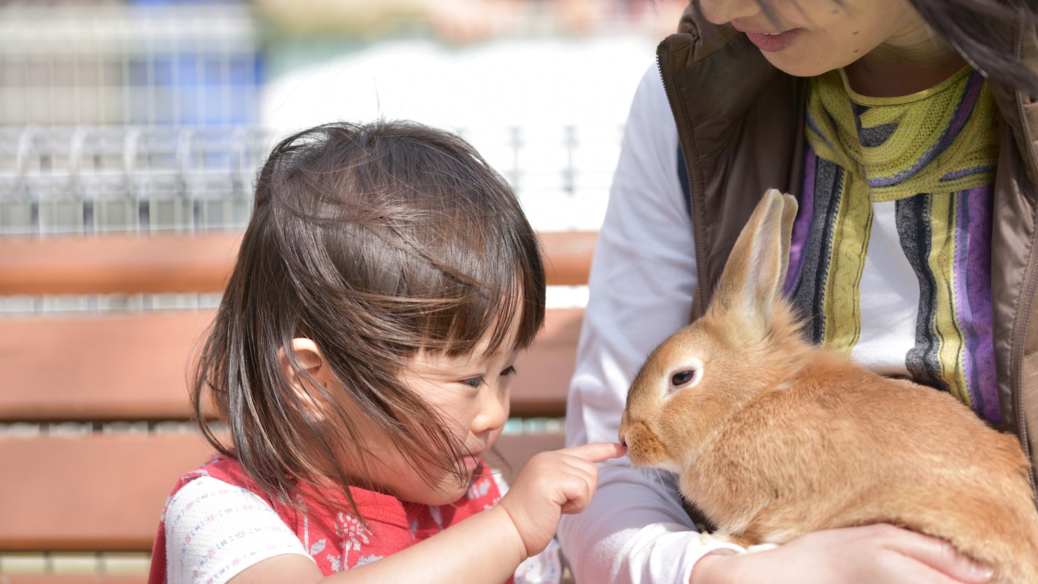 動物園でうさぎに触る親子
