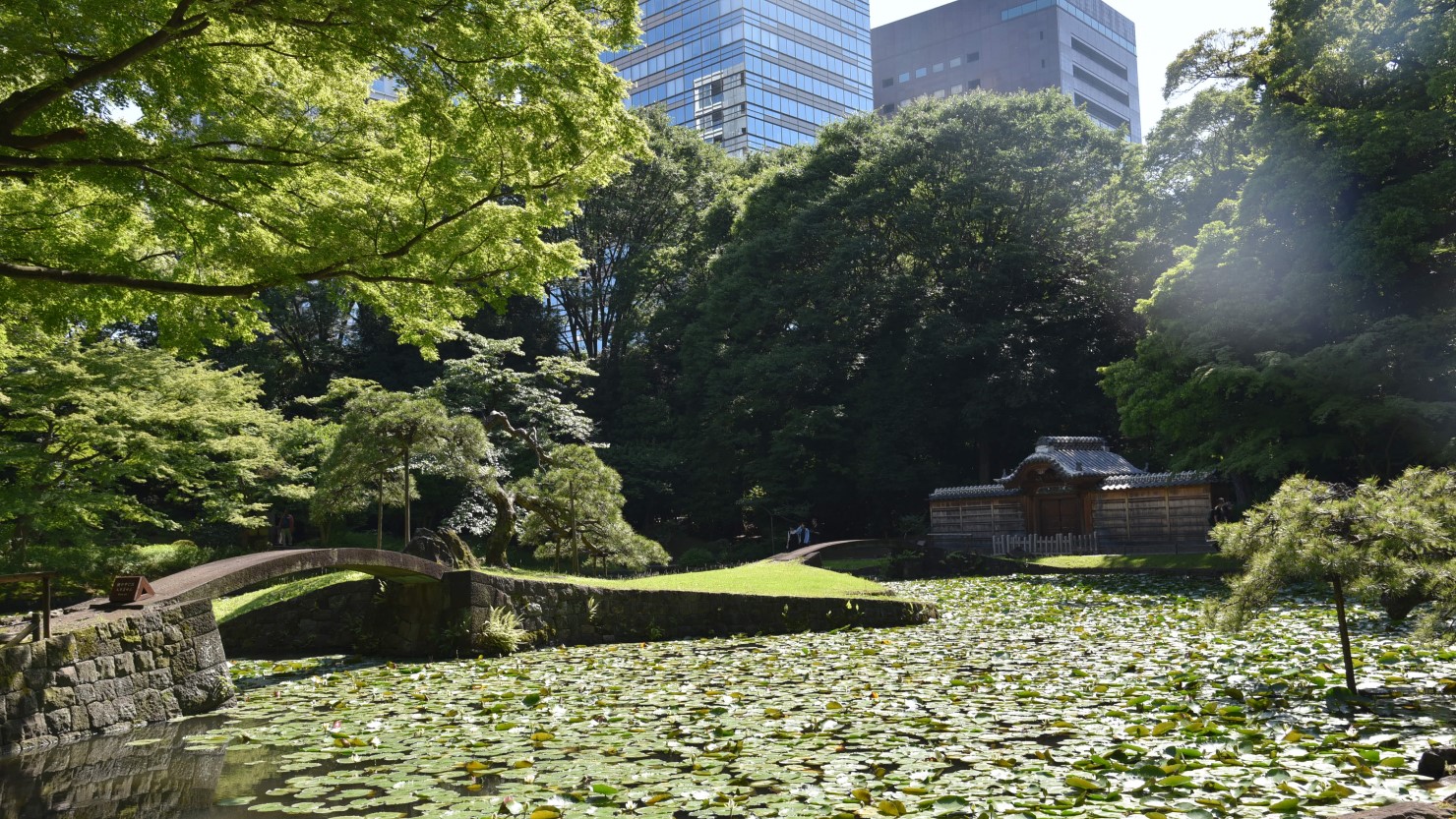 小石川後楽園の蓮池