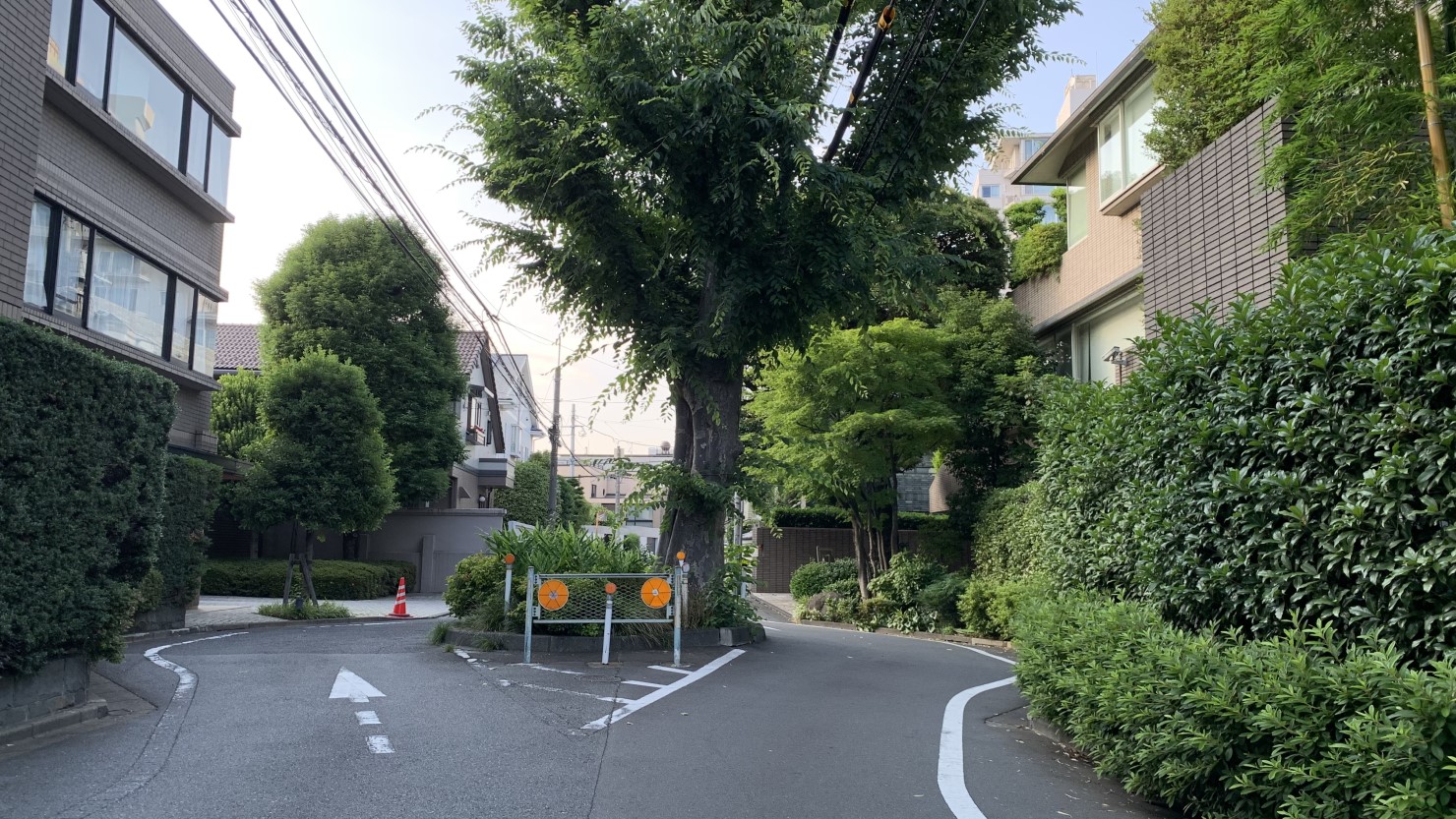 旧近衛邸のケヤキ