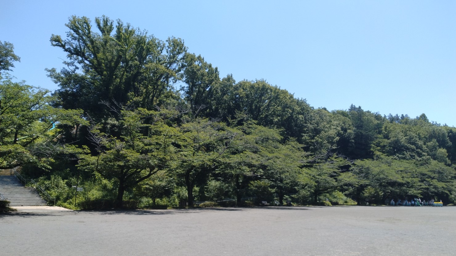 芹ヶ谷公園のソメイヨシノ並木道