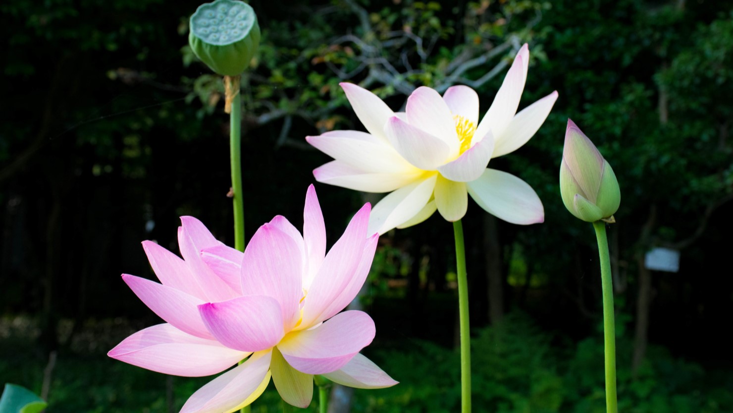 大賀ハスは「東京大学検見川総合運動場」など新検見川駅周辺で見られる