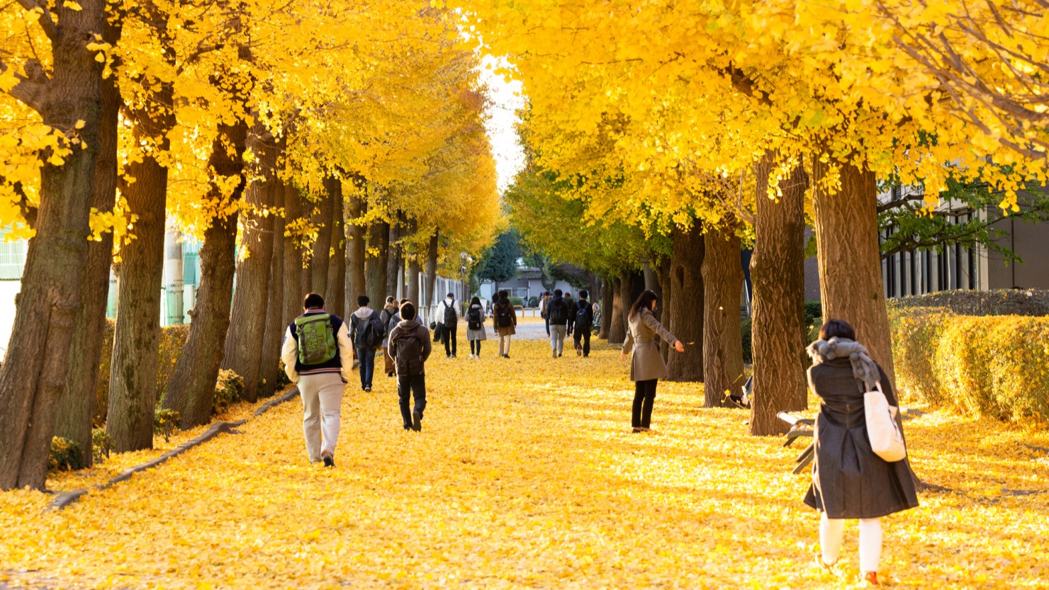 麻布大学の銀杏並木
