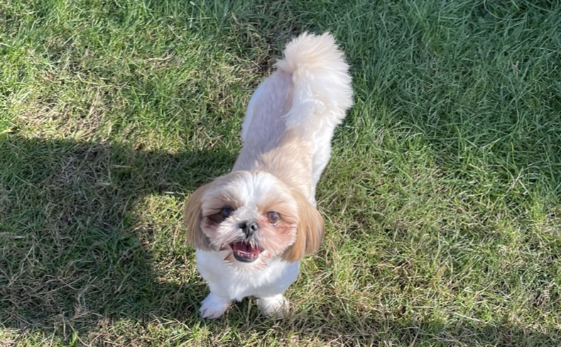 「シーズー」と暮らそう！飼育歴3年目の私が魅力や飼い方を紹介