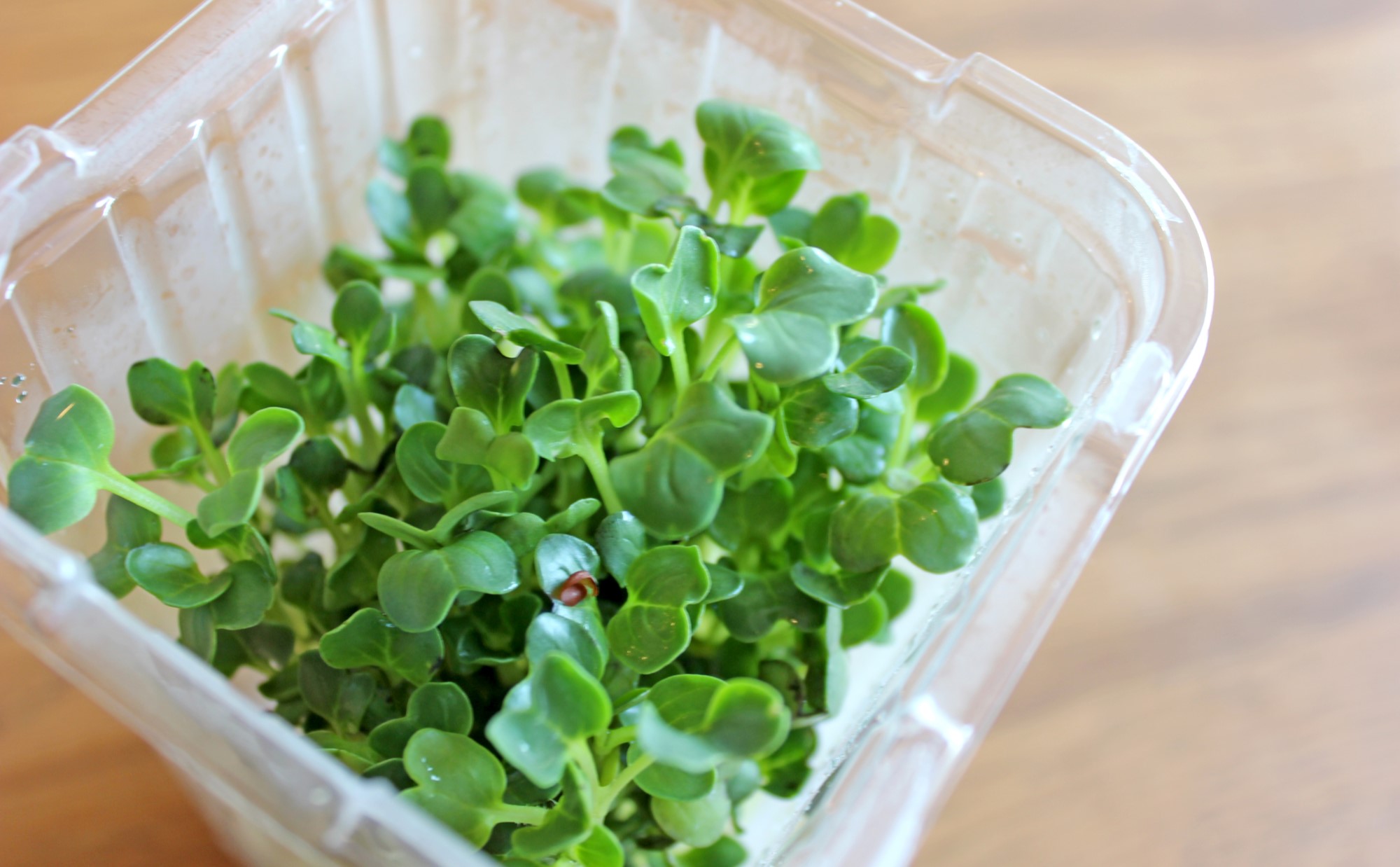 栄養たっぷりの「スプラウト」を自宅で育ててみよう！育て方のコツや注意点、おすすめの食べ方も紹介