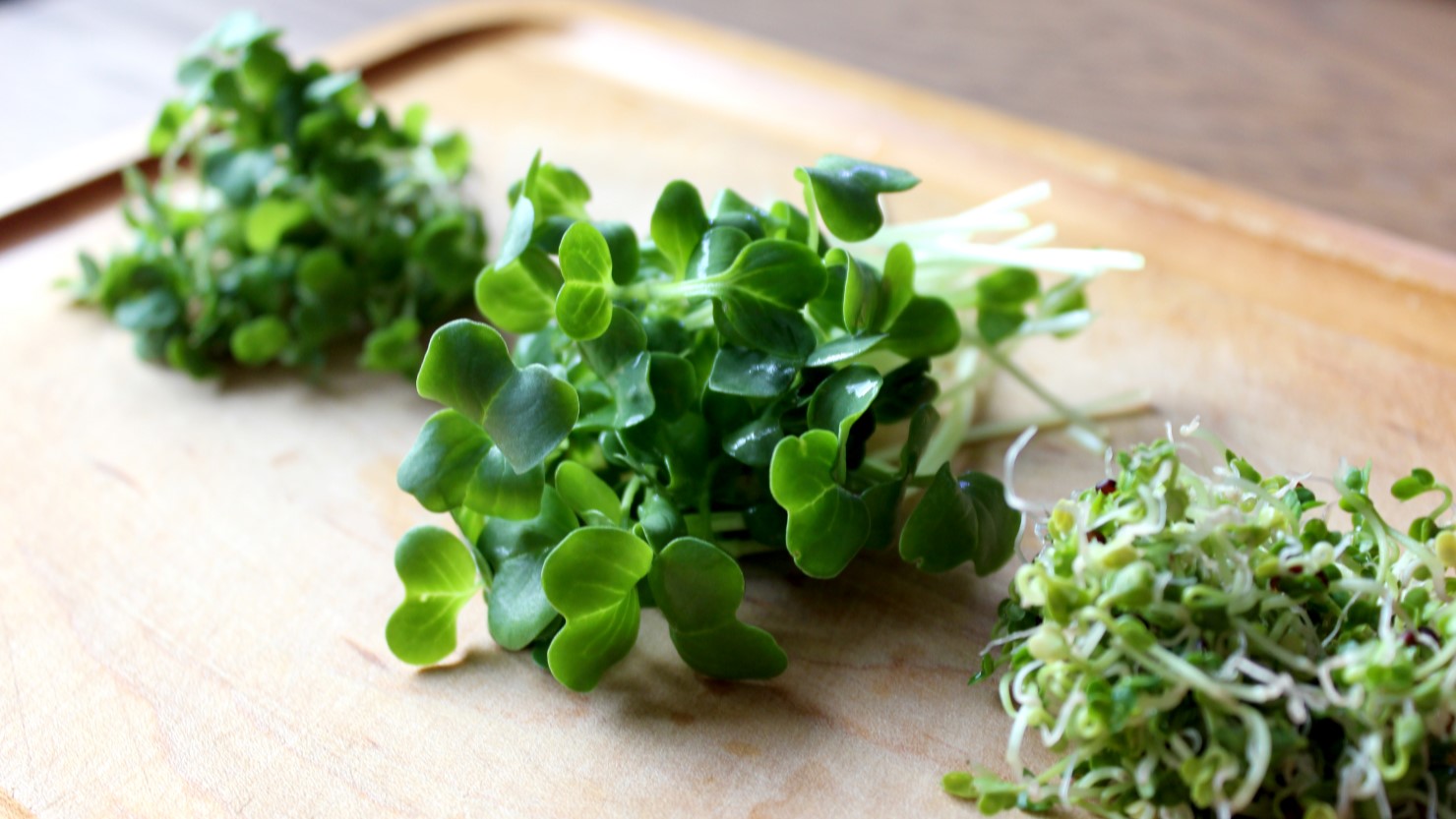 収穫したてのスプラウト（ルッコラスプラウト、かいわれ大根、ブロッコリースプラウト）