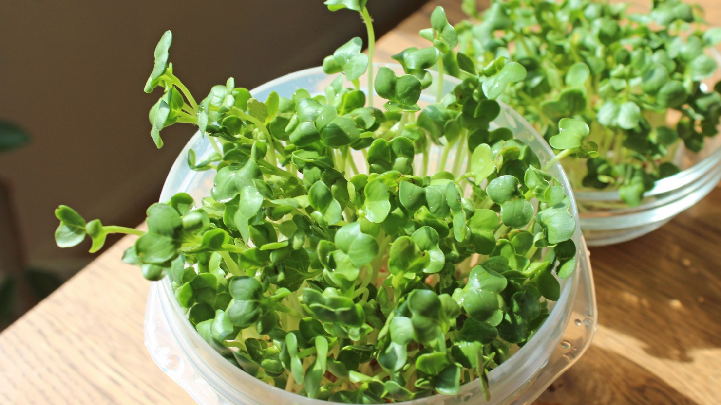 種まきから6日目のかいわれ大根