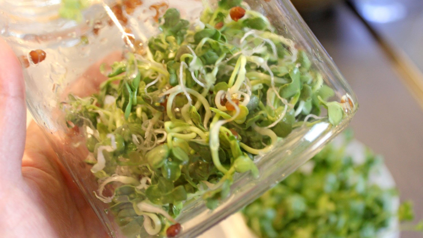 もやしタイプのスプラウト