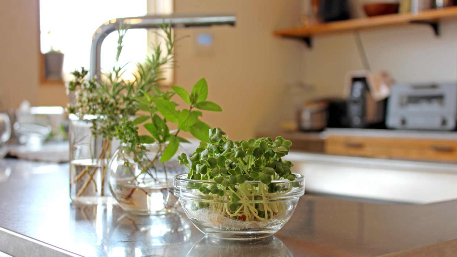 スプラウトとハーブを置いたカウンターキッチン