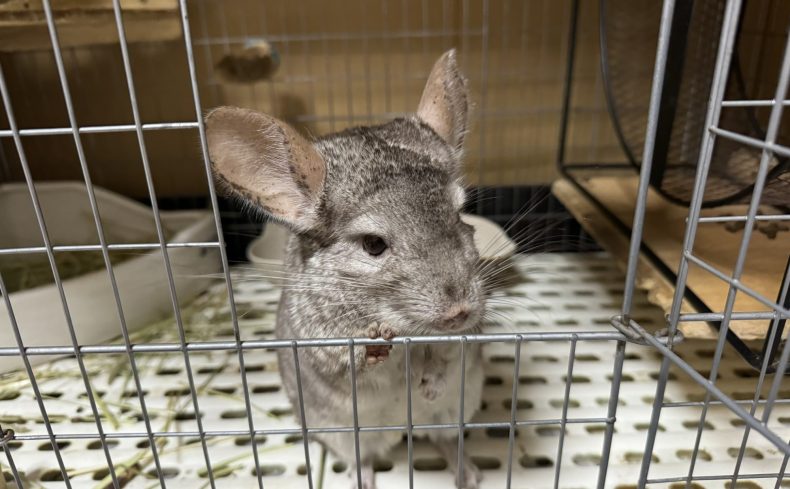 「チンチラ」を飼ってみよう！5年一緒に暮らす動物好きがチンチラとの生活や飼い方を紹介