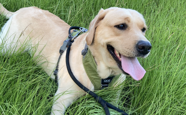 「ラブラドール・レトリーバー」をペットに迎えよう！魅力や飼い方を飼い主が紹介します