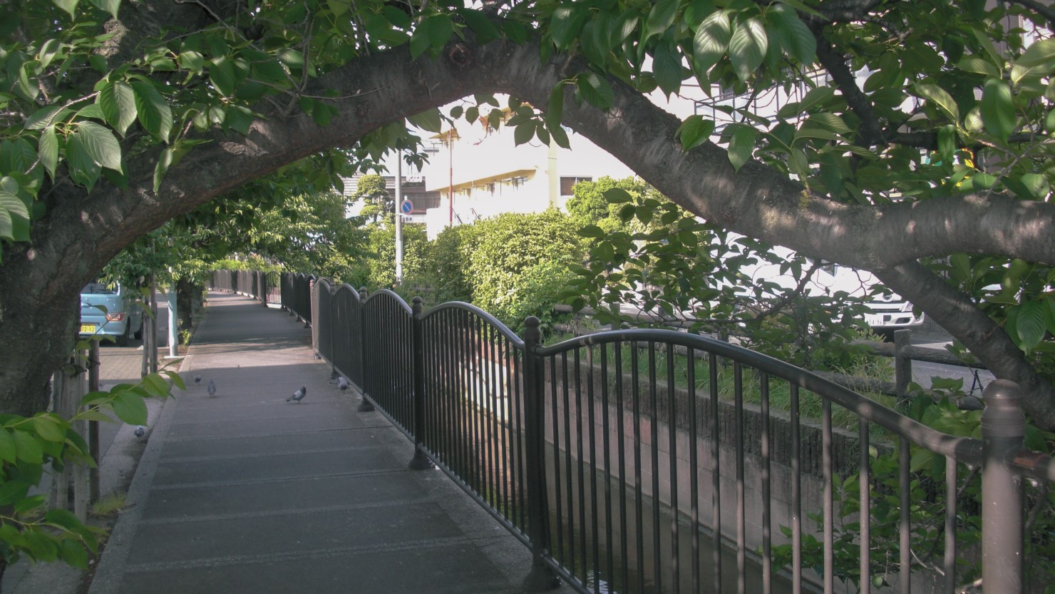長瀬川の遊歩道。川沿いは桜が数多く植えられており、背丈は大きくないので、春には桜のトンネルが出来上がります