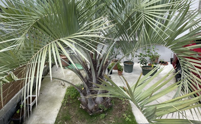 「ヤシの木」を植えて庭をおしゃれにしてみよう！魅力・選び方・育て方を体験談とともに紹介