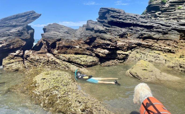 大房岬自然公園（千葉県）で磯遊びを楽しもう！子どもでも遊べる潮だまりに海の生き物がたくさん！
