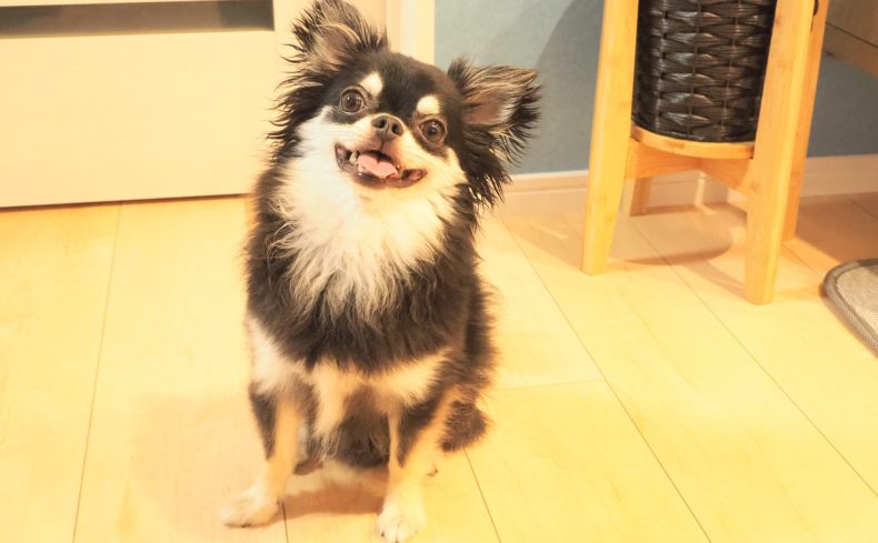 チワワを飼ってみよう！魅力・飼い方・注意点・飼う前に知っておくべきことを飼い主が紹介
