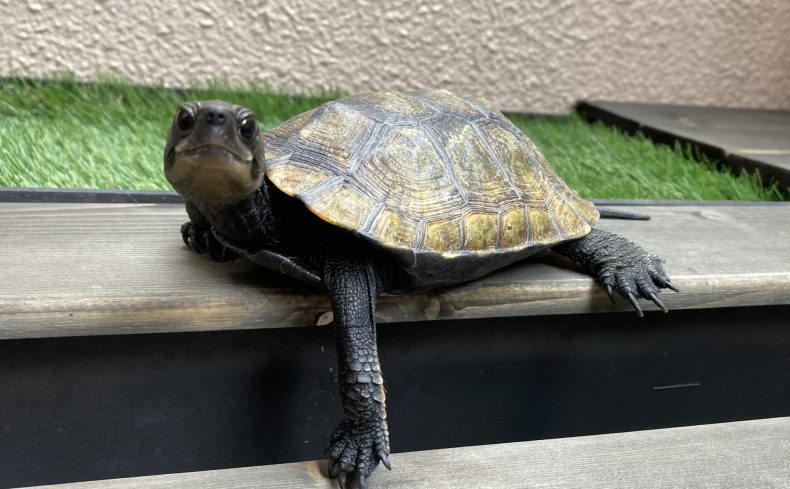 ニホンイシガメを飼ってみよう！飼い方・特徴・飼育環境を実体験から紹介