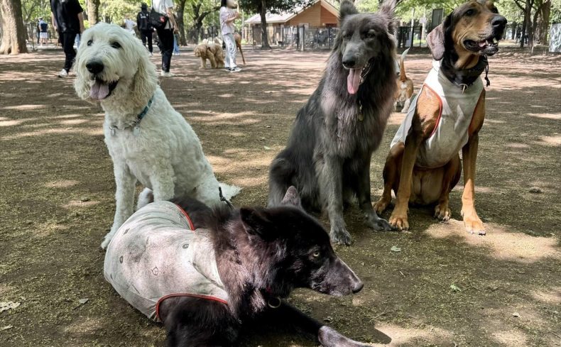東京都内の無料ドッグランで愛犬と遊ぼう！おすすめスポット6選を紹介