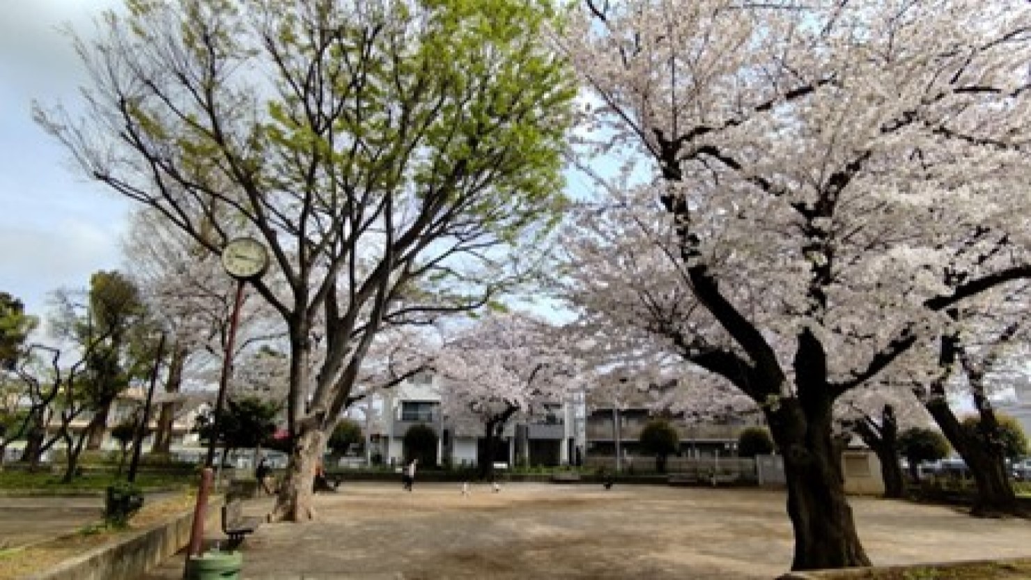 長者久保公園の春の様子 © 上条隼人