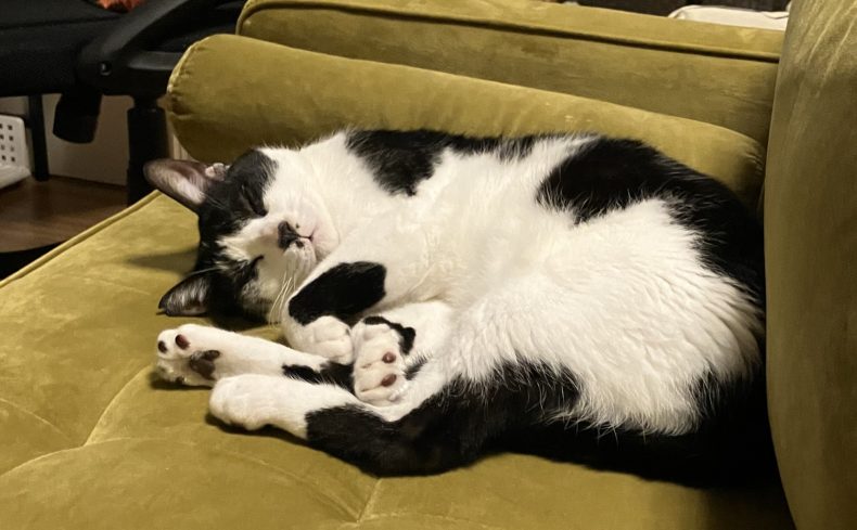 マンションで飼えるおすすめの猫種”14種類”。特徴や魅力を紹介