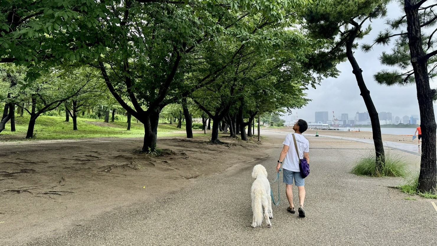 白い砂浜の反対側に桜並木が続く。この素敵な組み合わせもお台場海浜公園ならでは
