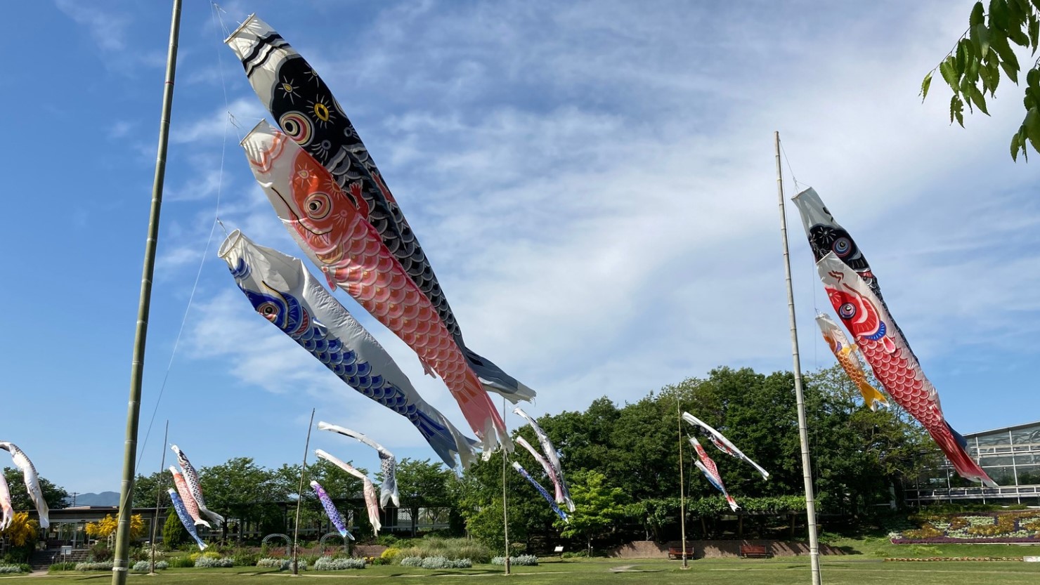 しまね花の郷の広場を泳ぐたくさんのこいのぼり