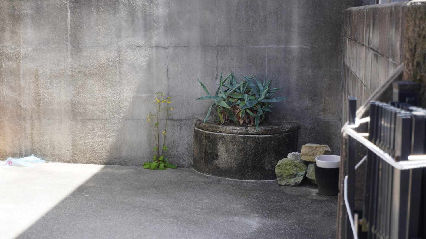 もとから井戸のあったところに仕切りの壁を作ったため、半分だけこちらに飛び出しているさま。それにしてもこんな状況で育つ植物のたくましさよ