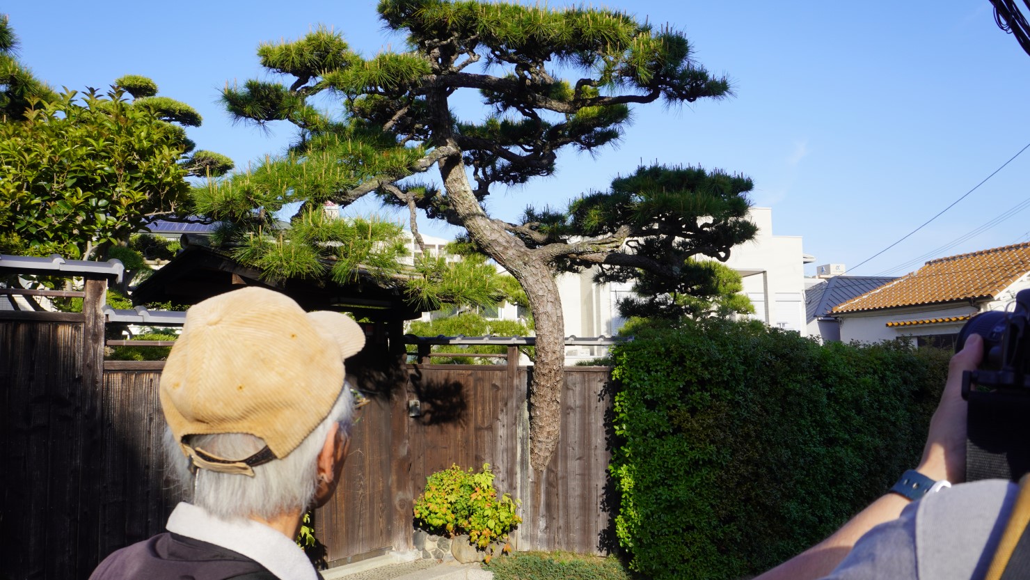 門を突き破った松の木。今回のまち歩きでは不思議と松の木を見る機会が多かった