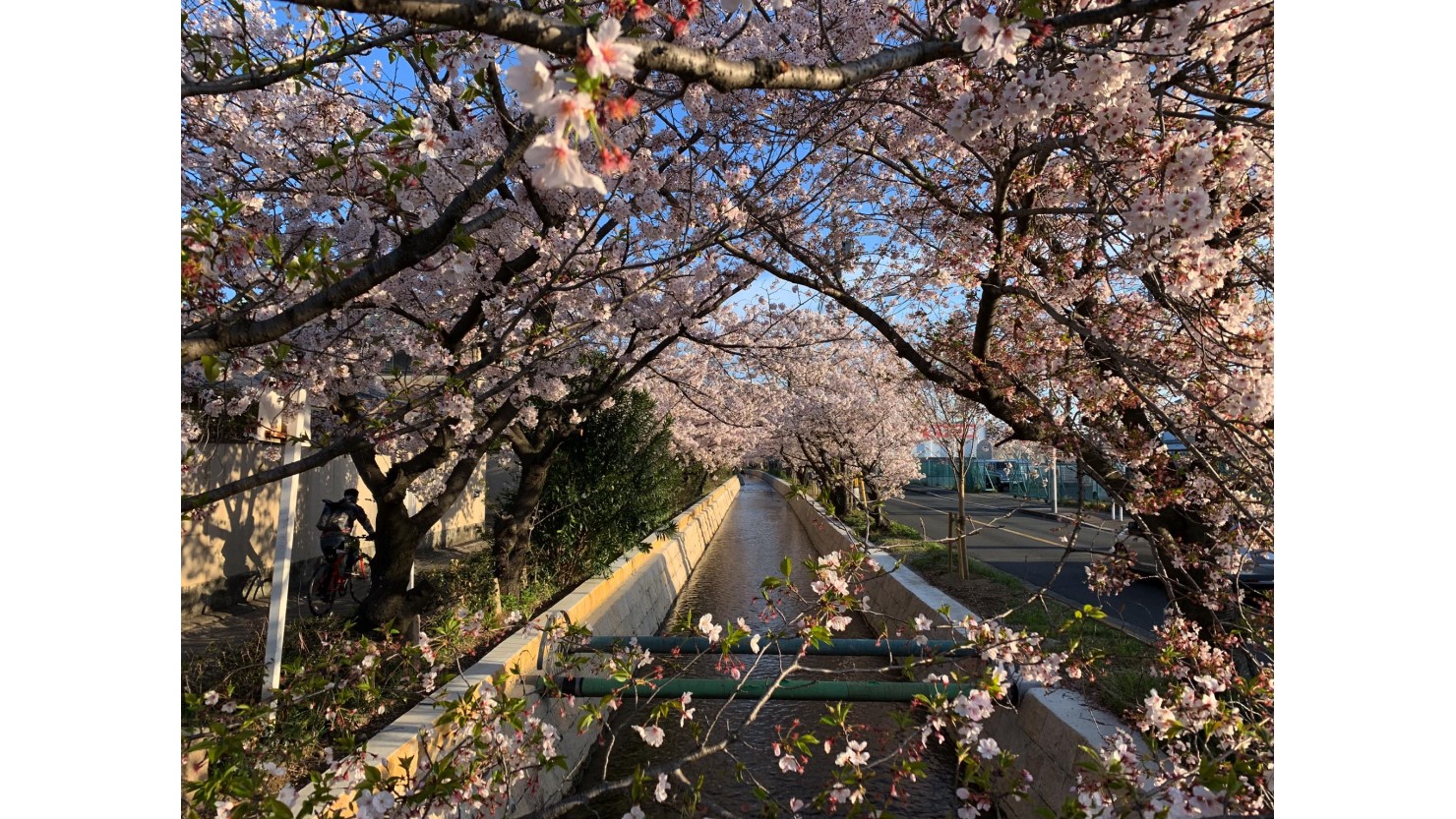 玉串川の桜の様子