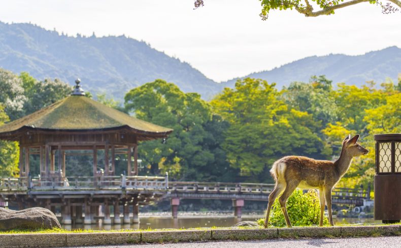 奈良市での子育て体験談。子育て支援情報や子育てにおすすめのエリアを紹介