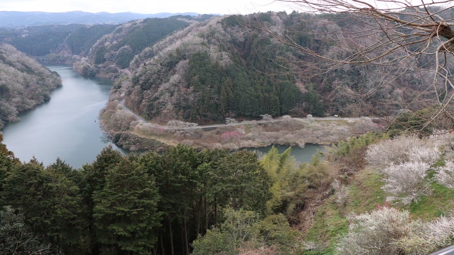 月ヶ瀬　梅まつり