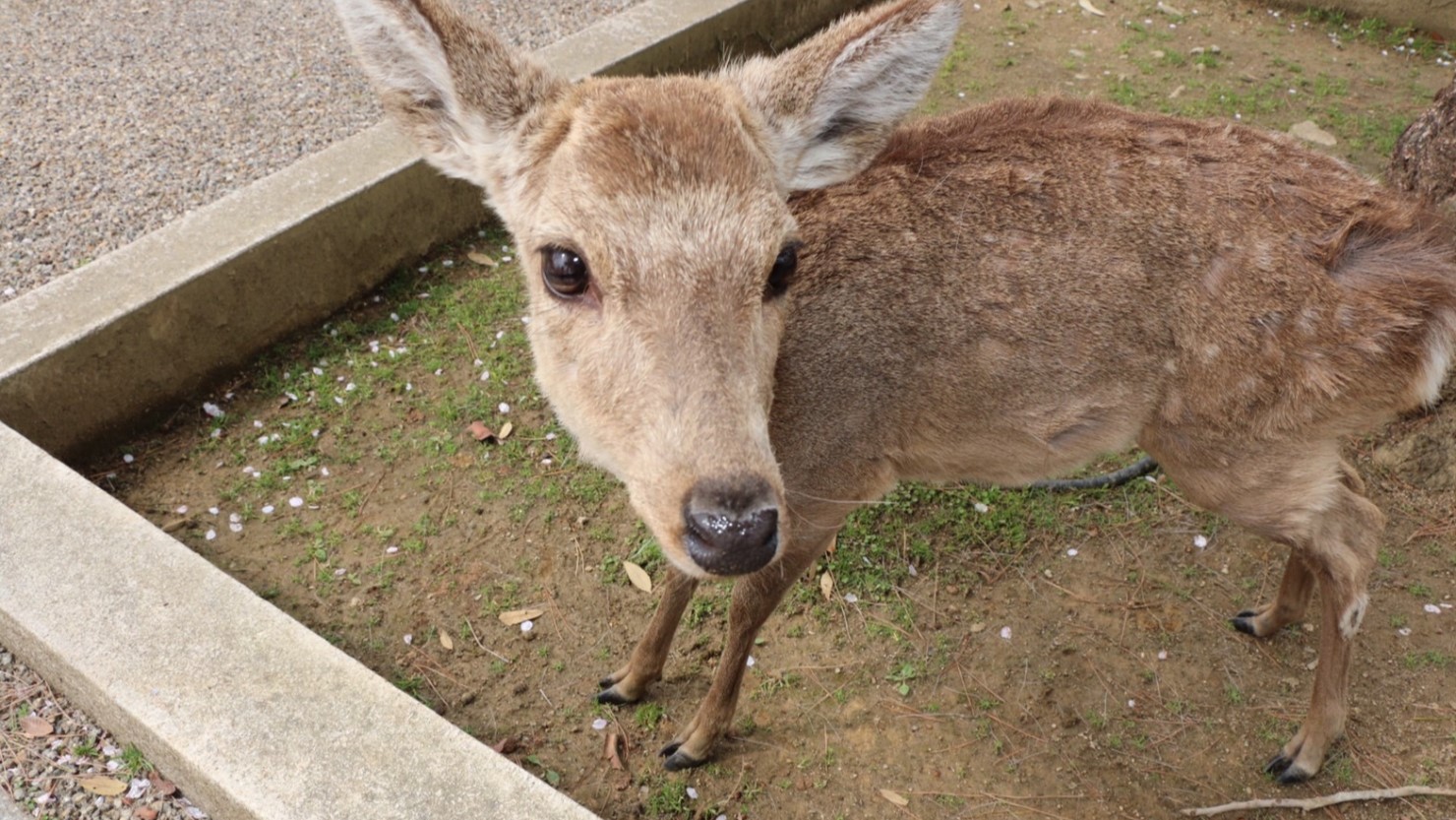 奈良公園の鹿