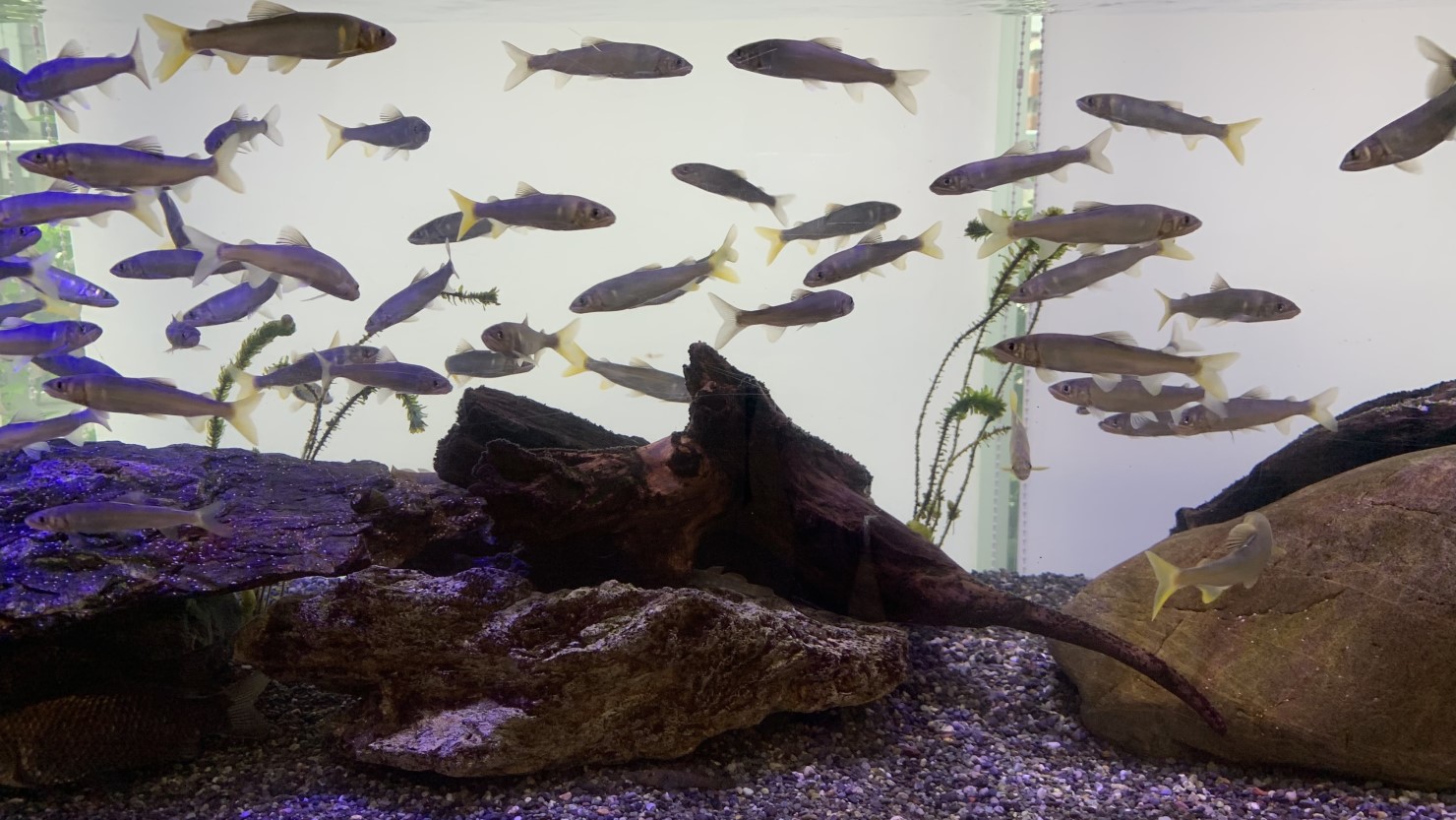 戸塚地域センターの水槽