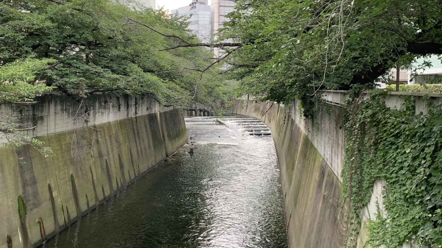 神田川沿いの桜並木