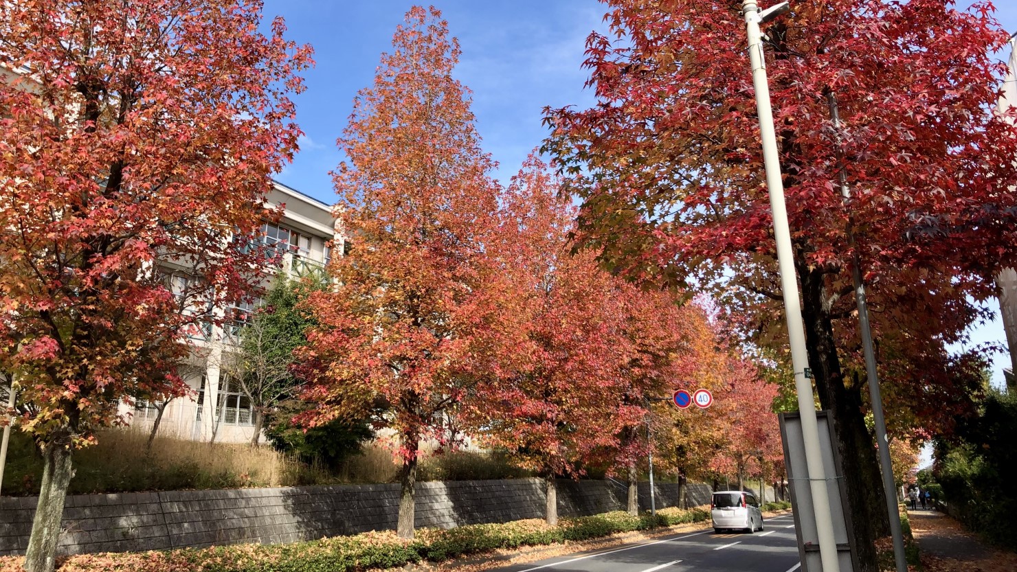 美杉台通りのモミジバフウ