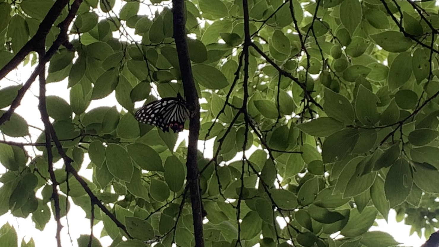 北参道鳥居付近で撮影した蝶