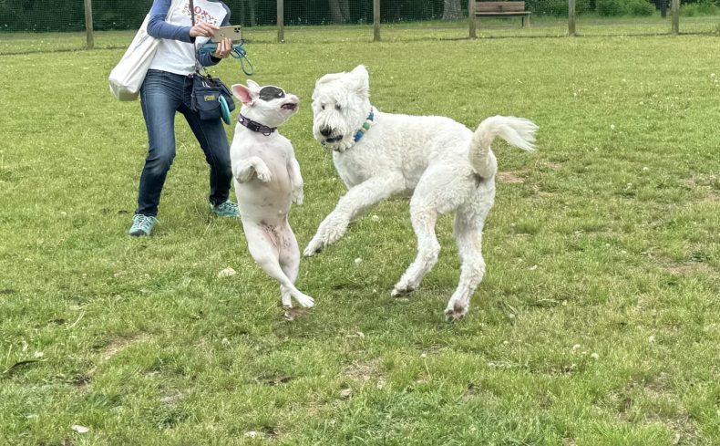 千葉県の無料ドッグランで愛犬と遊ぼう！おすすめスポット・持ち物・マナーを紹介